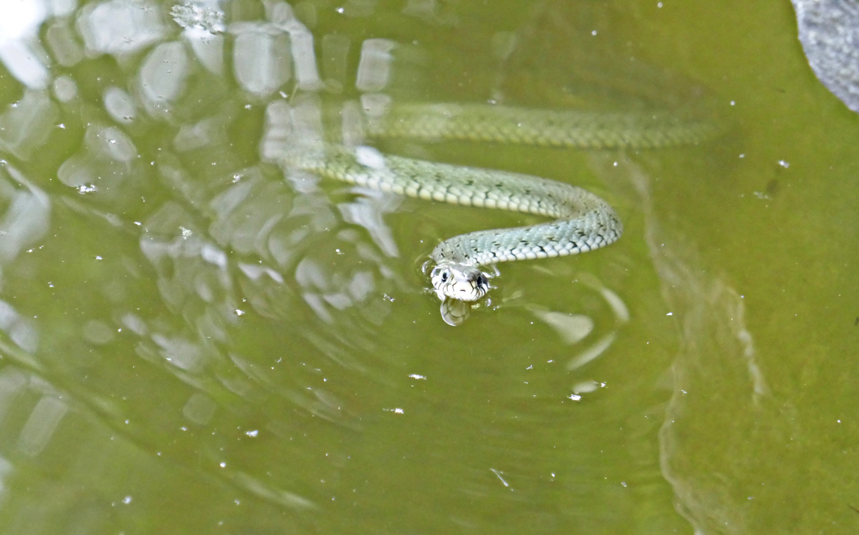 Schlange im Gartenteich