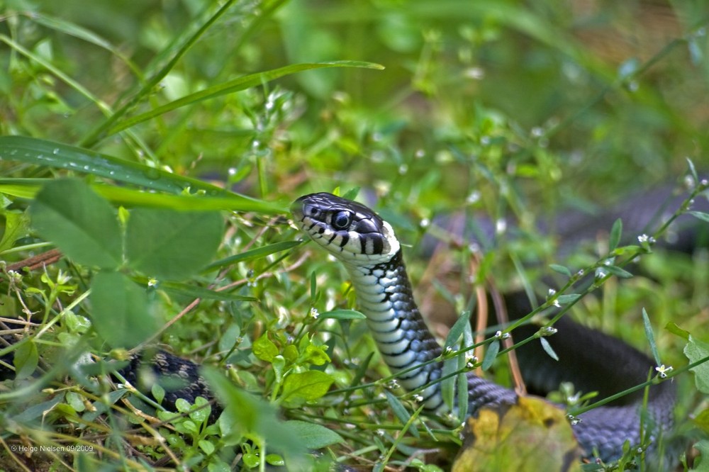 Schlange im Gras (Natrix natrix)