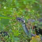 Schlange im Gras (Natrix natrix)