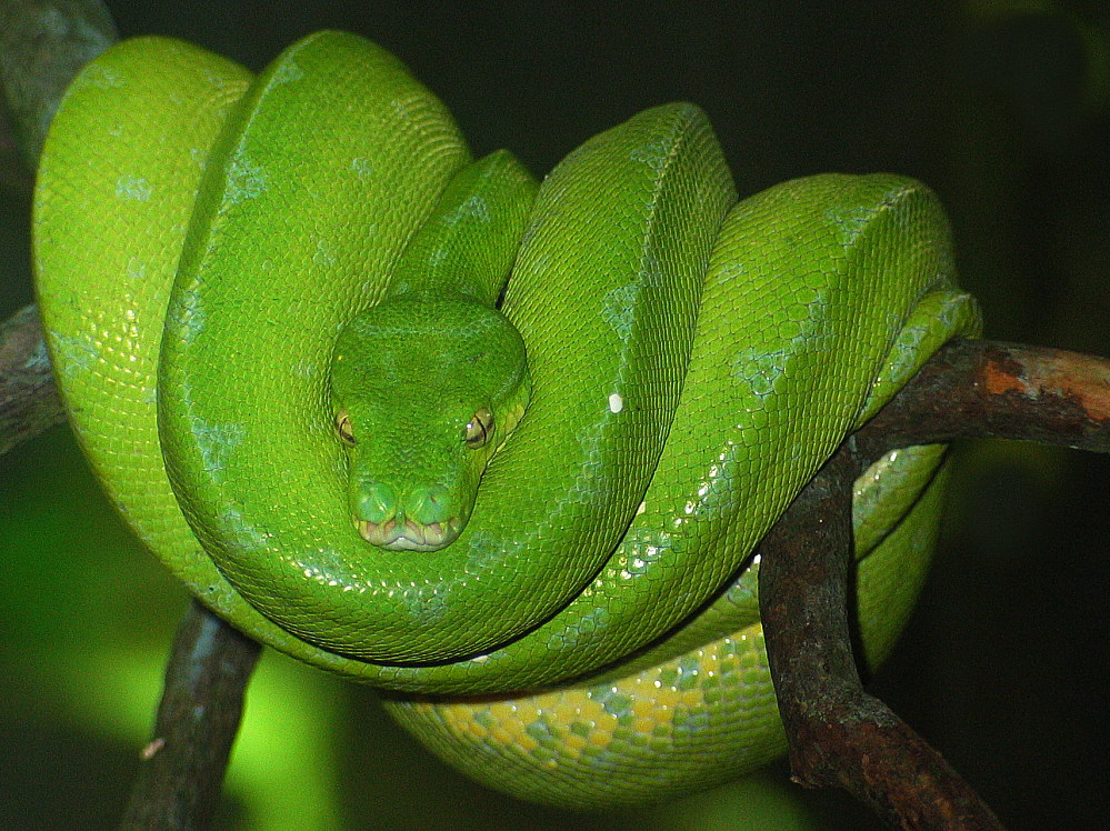 Schlange im Noorder Dierenpark