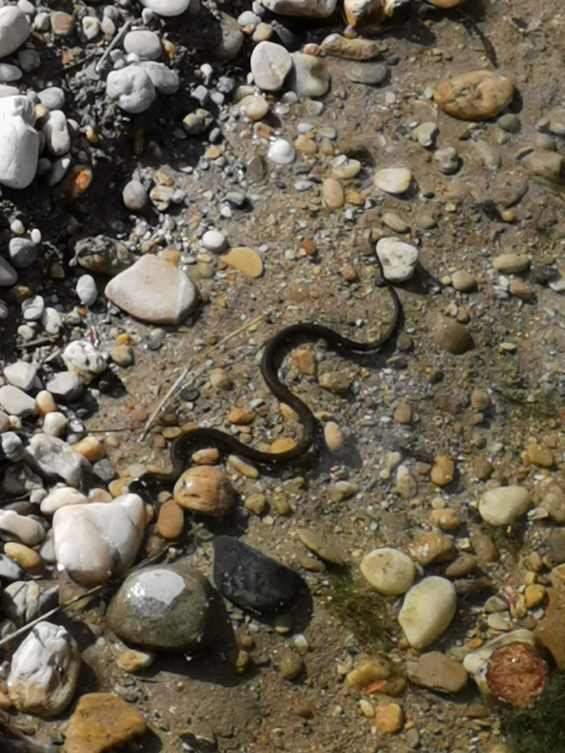 Schlange im Teich