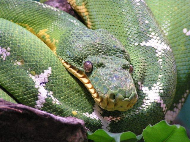 Schlange im Terrarium (Terrazoo Rheinberg)