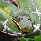 Schlange im Terrarium (Terrazoo Rheinberg)