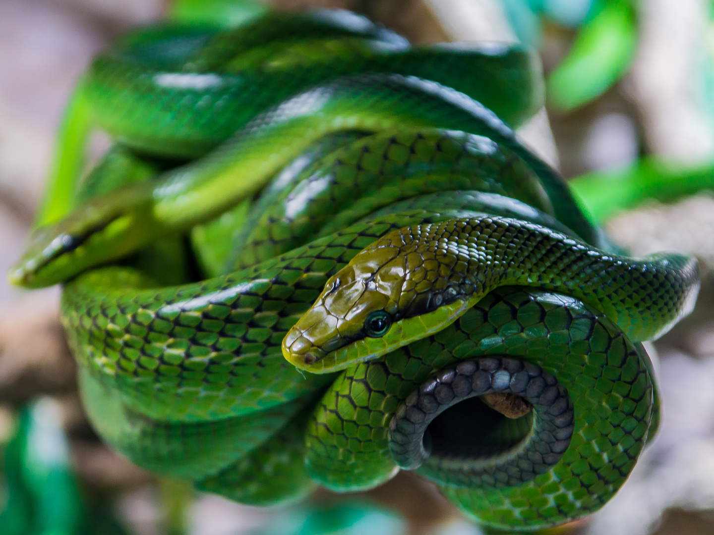 Schlange im Terrarium Zoo Berlin