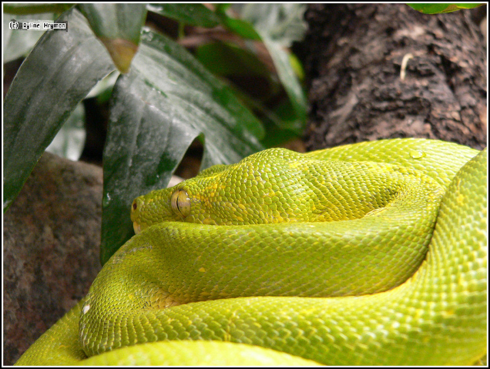 Schlange im Tierpark Berlin