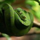 Schlange im Wuppertaler Zoo