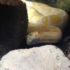 Schlange im Zoo in Neunkirchen