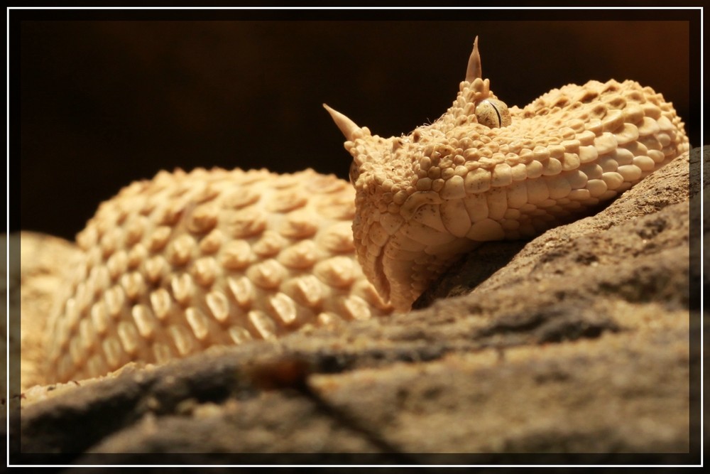 Schlange im Zoo Wuppertal