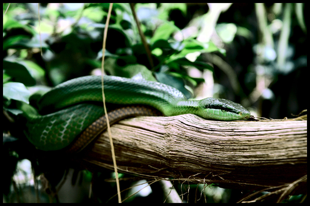 Schlange im Zoo Zürich