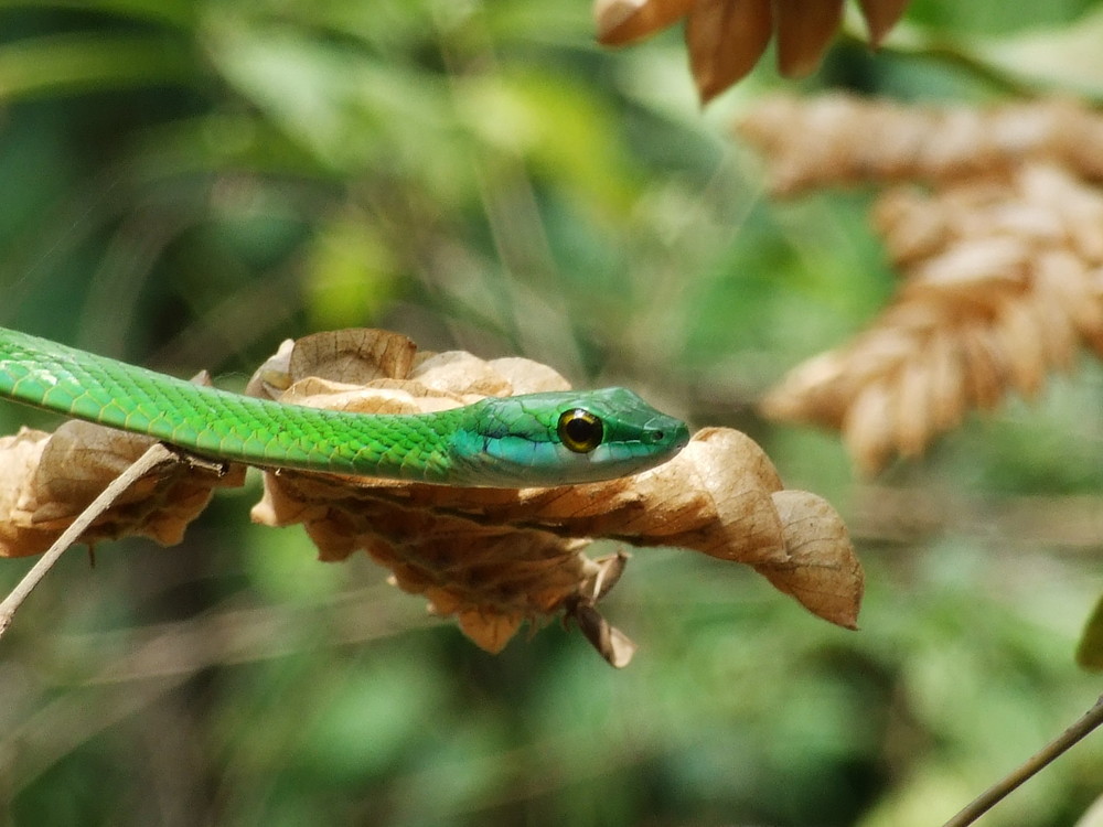 Schlange in Costa Rica