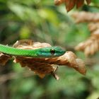 Schlange in Costa Rica