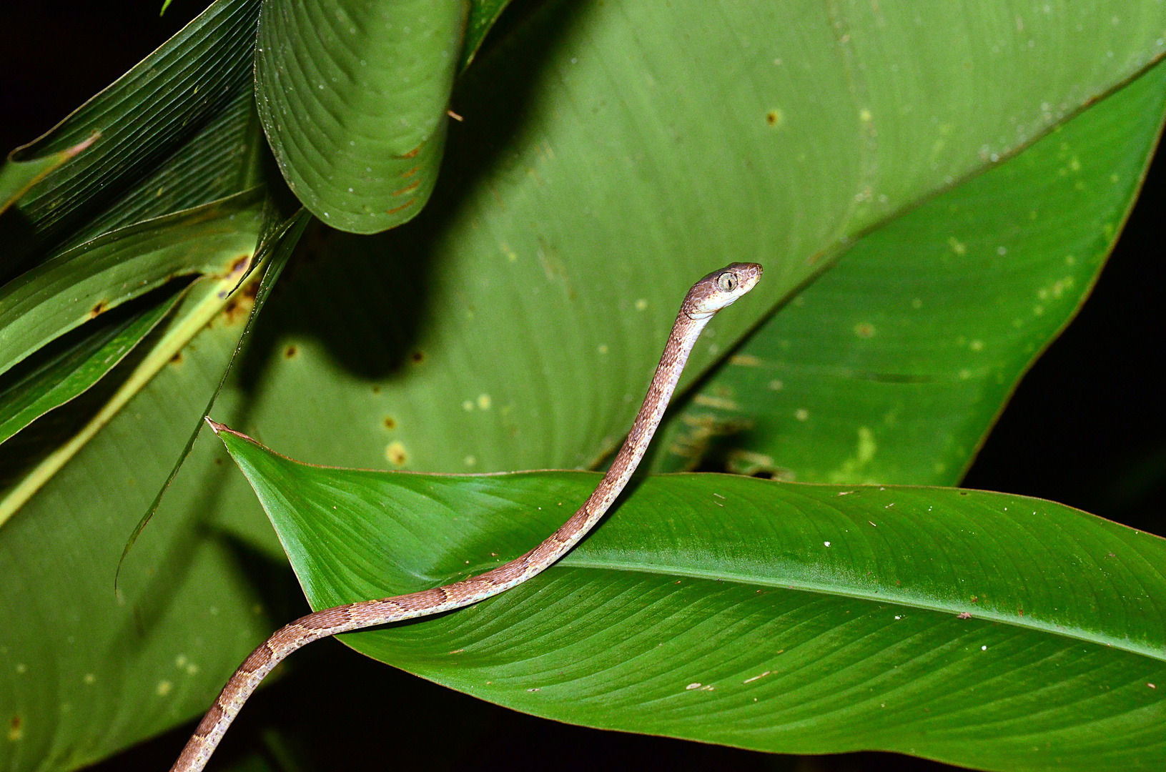 Schlange in Costa Rica