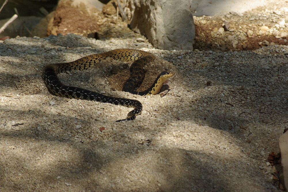 schlange Madagaskar 2007