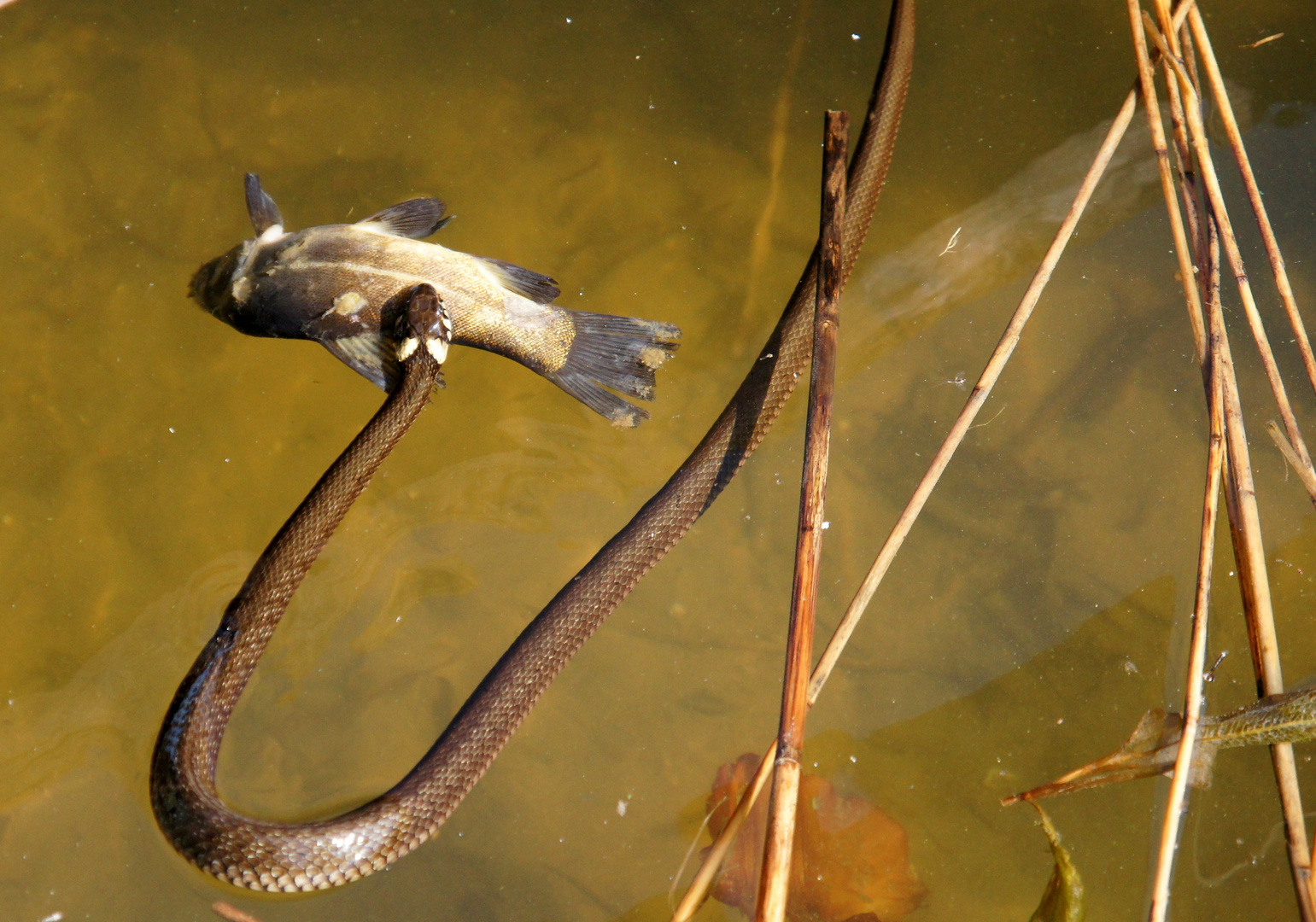 Schlange mit Fisch