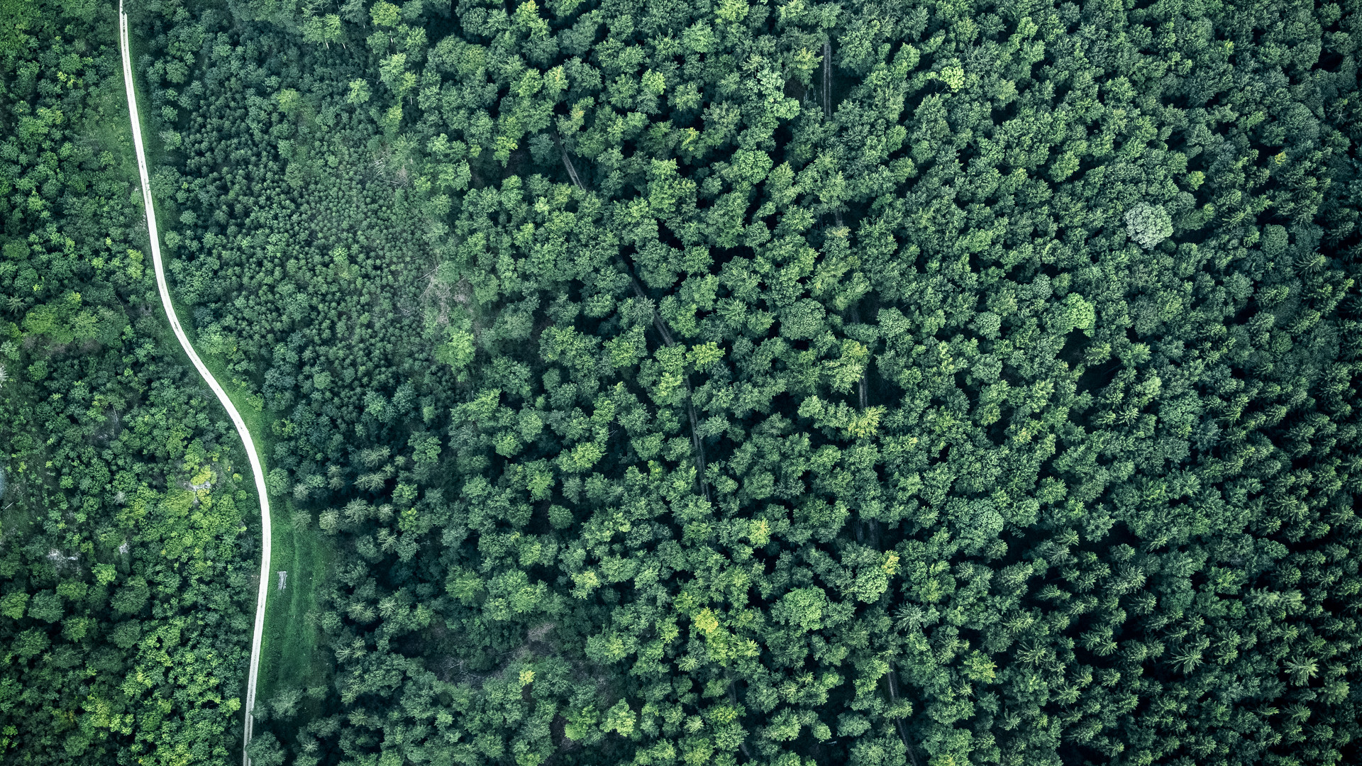 Schlange mit Wald