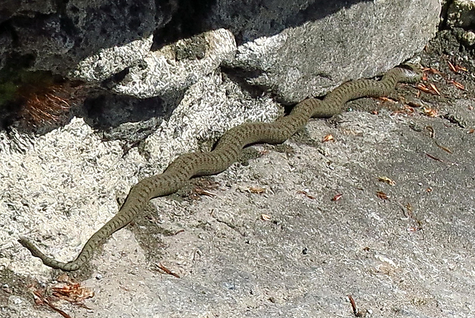 Schlange oder Blinschleiche