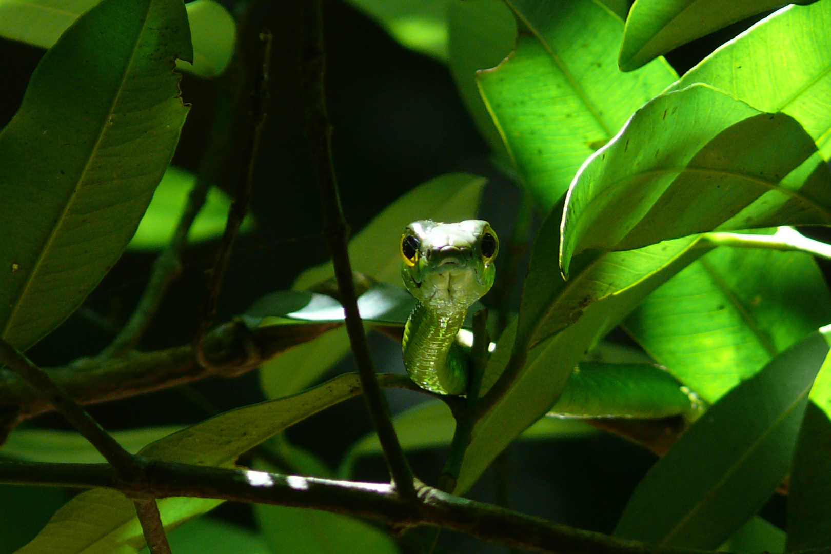 Schlange Rincon de la Vieja NP Costa Rica