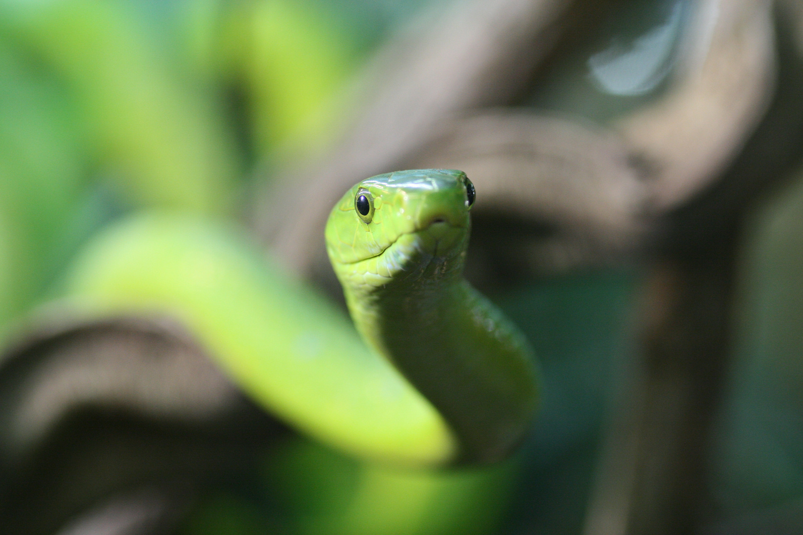 Schlange, Terra Zoo Rheinberg