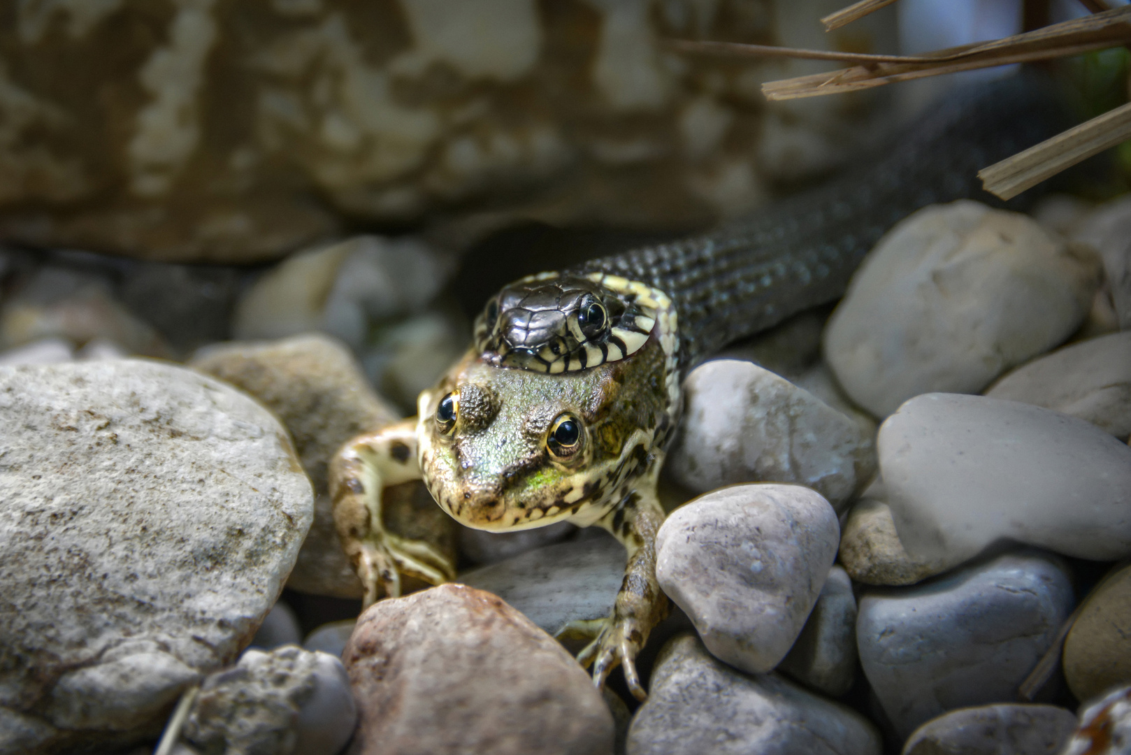 Schlange trifft Frosch