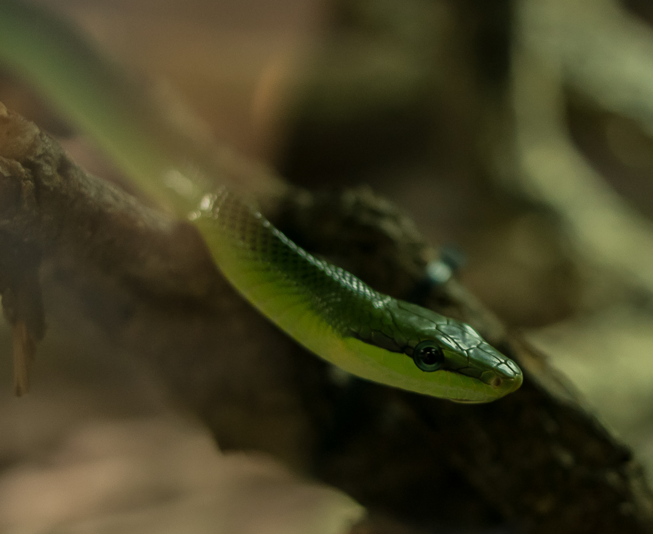 Schlange Zoo Berlin