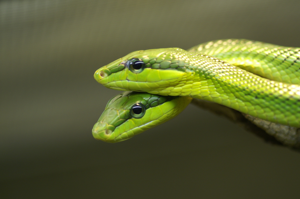 schlangen... Foto & Bild tiere, zoo, wildpark & falknerei, amphibien