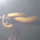 Schlangen im Nebel
