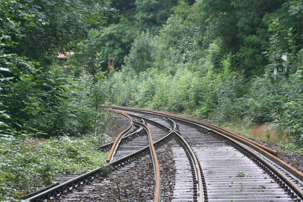 Schlangen in freier Wildbahn und Weiche ohne Zunge