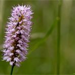 Schlangen-Knöterich (Bistorta officinalis)