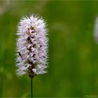 Schlangen-Knöterich (Bistorta officinalis)