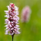 Schlangen-Knöterich (Bistorta officinalis)..