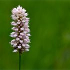 Schlangen-Knöterich (Bistorta officinalis).