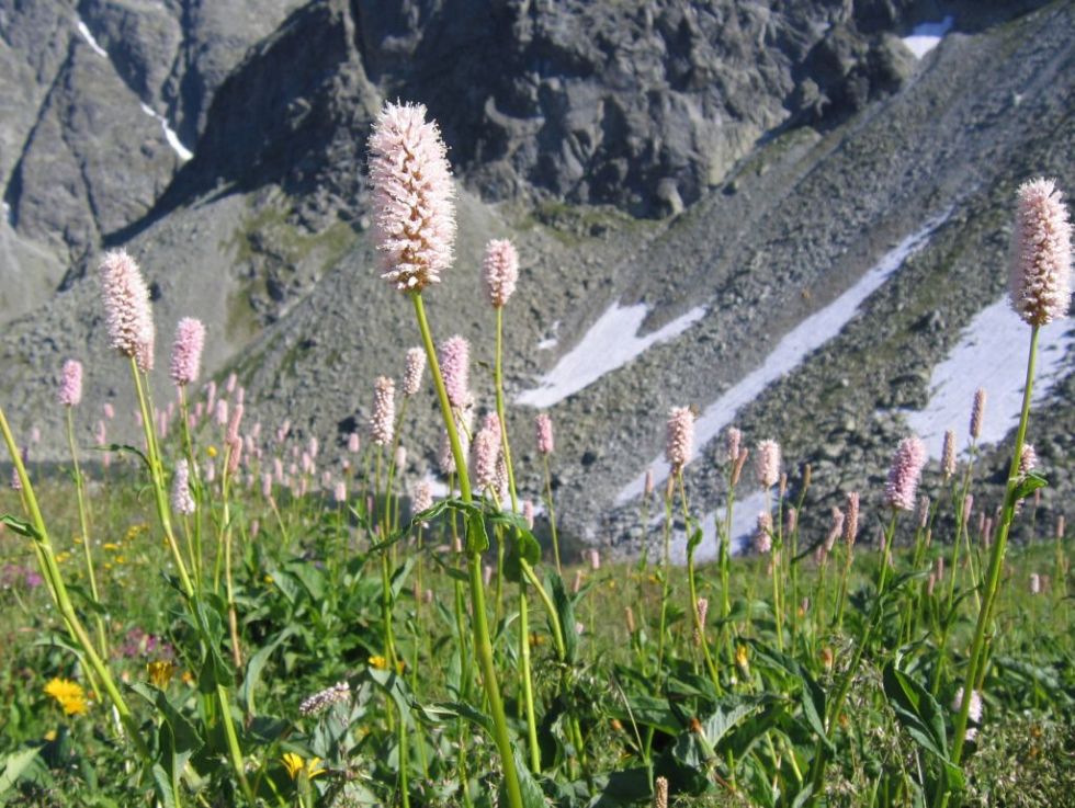 Schlangen-Knöterich (Polygonum bistorta)...