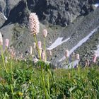 Schlangen-Knöterich (Polygonum bistorta)...