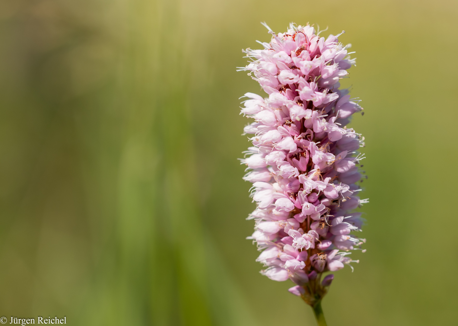 Schlangen-Knöterich ( Polygonum bistorta ) 