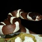 Schlangen Madagaskars