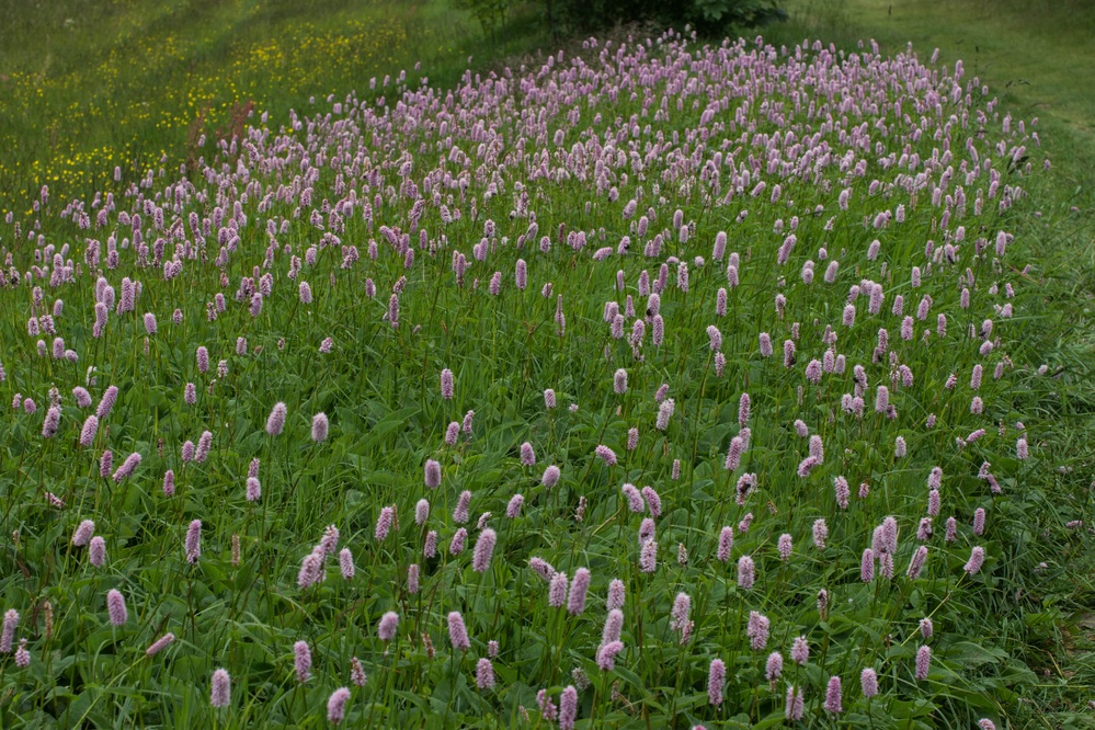 Schlangen-Wiesenknöterich