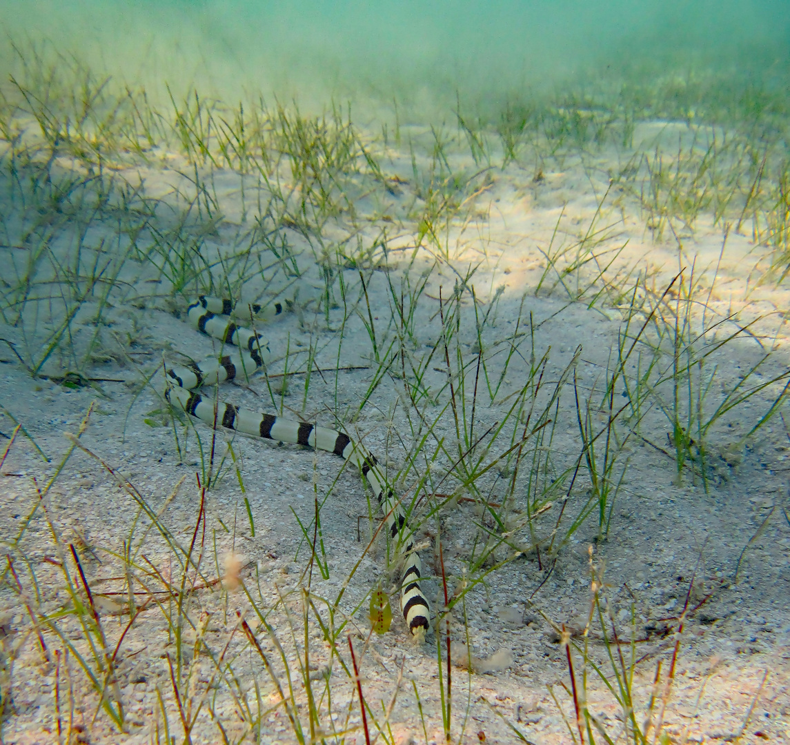 Schlangenaal im Roten Meer