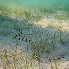 Schlangenaal im Roten Meer