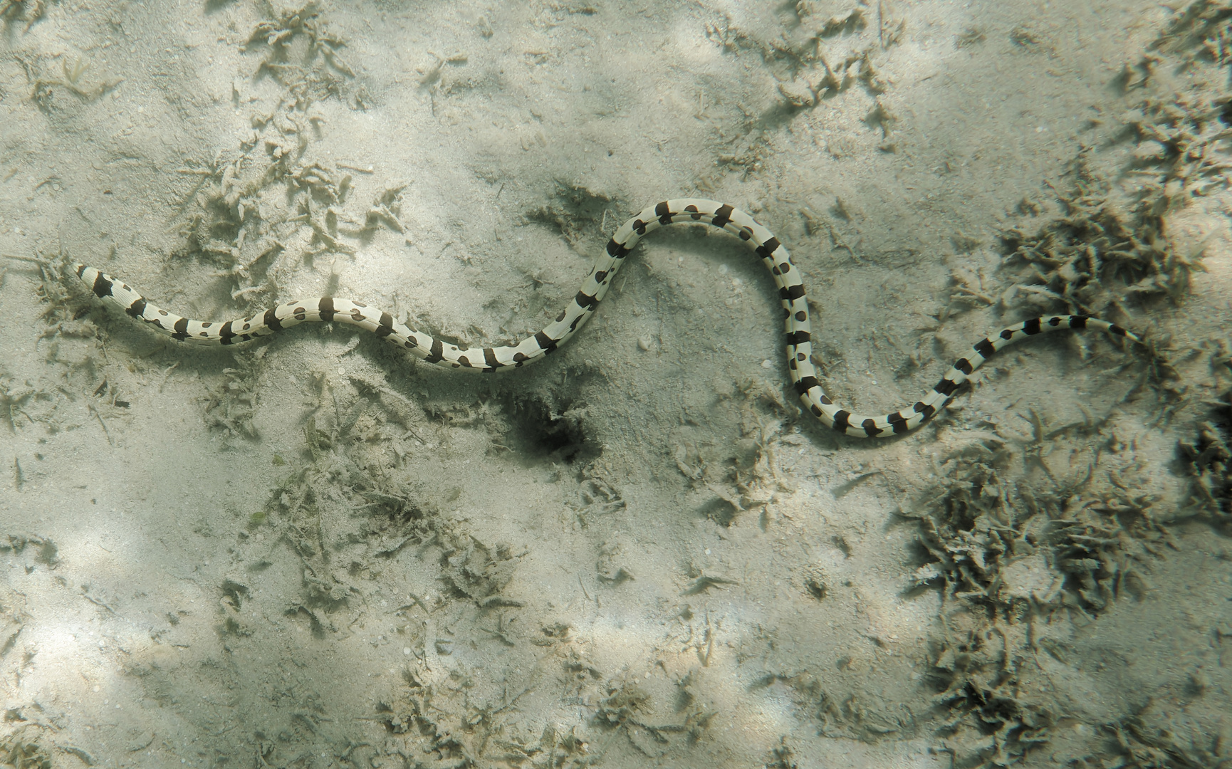 Schlangenaal im Roten Meer 