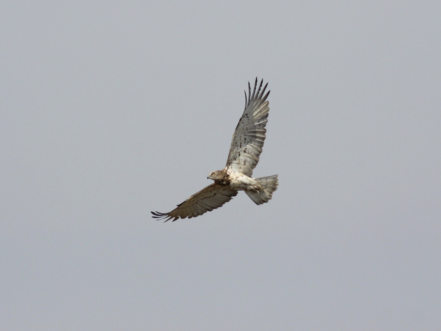 Schlangenadler