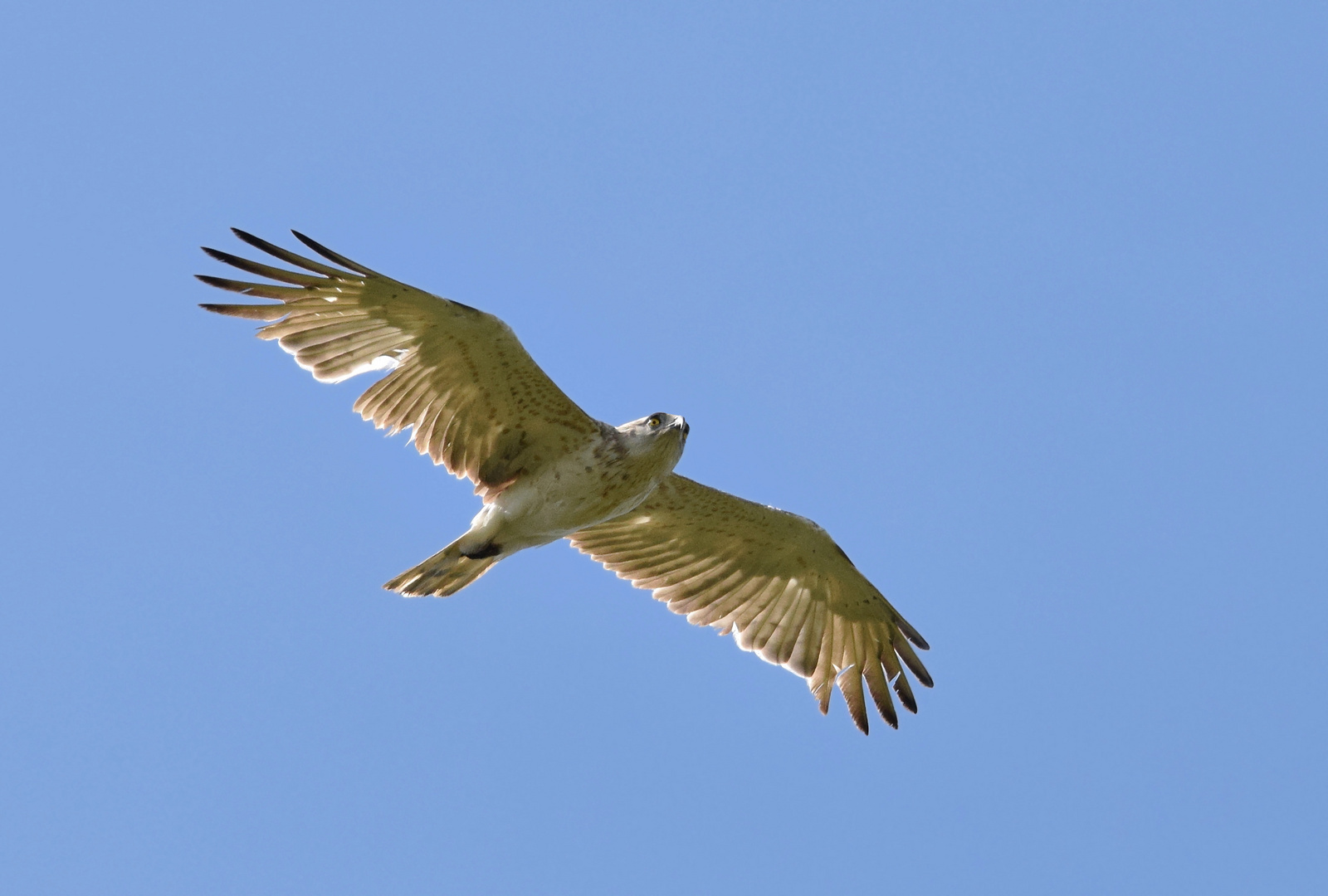 Schlangenadler