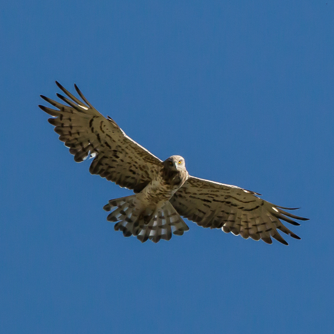 Schlangenadler