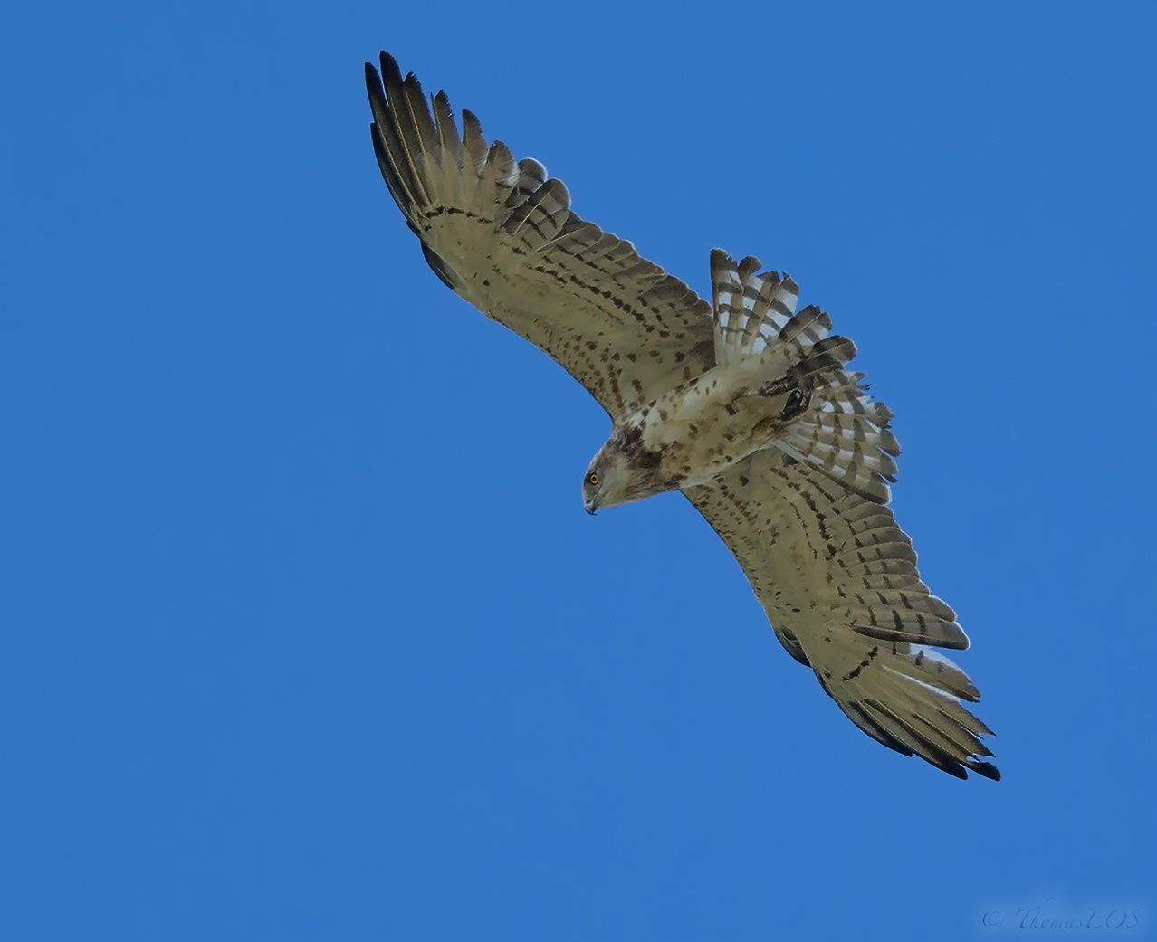 Schlangenadler