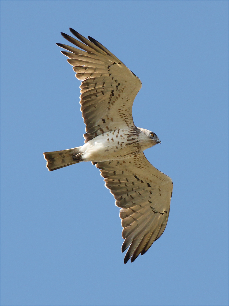 Schlangenadler