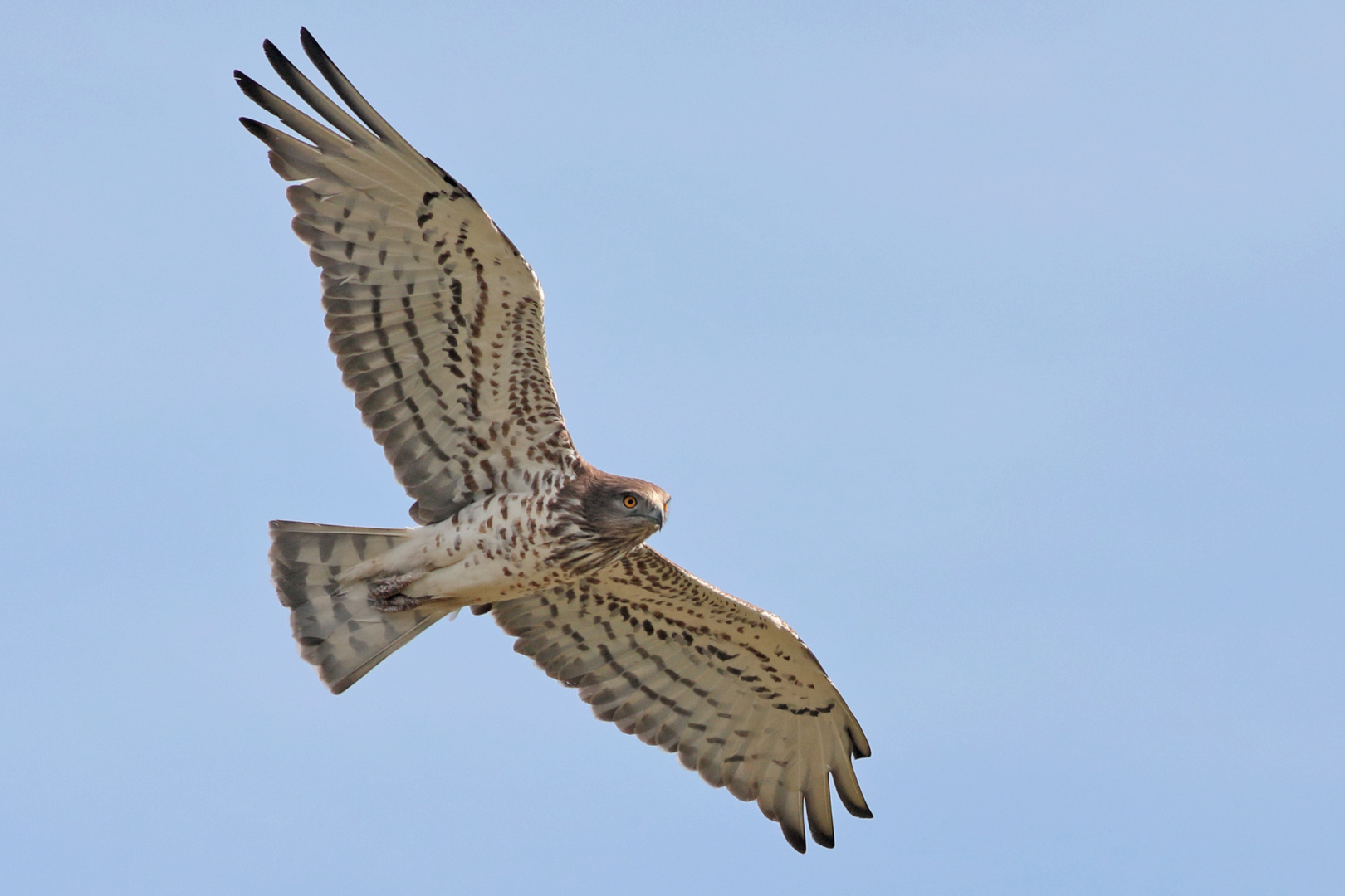 Schlangenadler