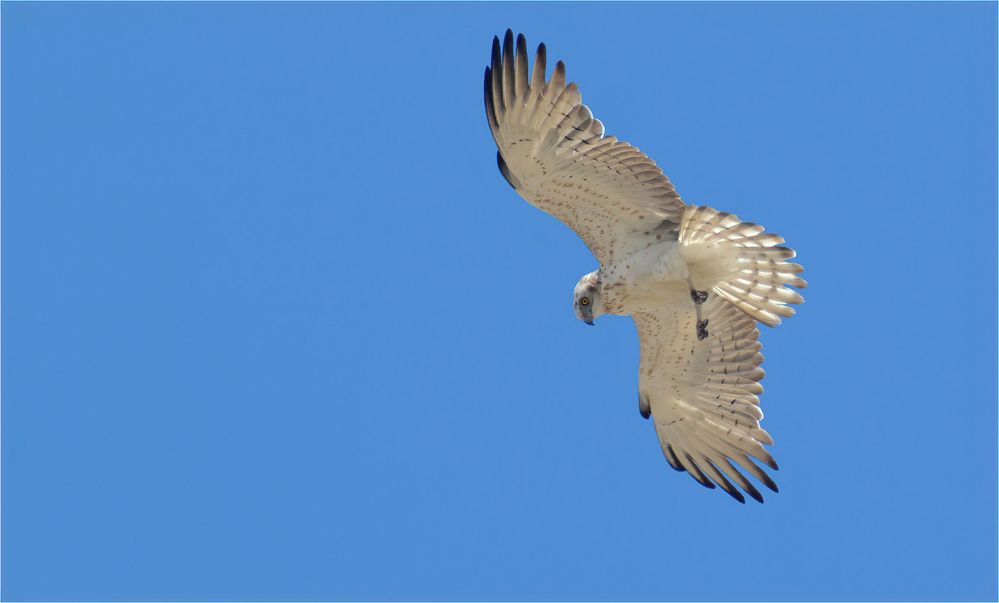 Schlangenadler