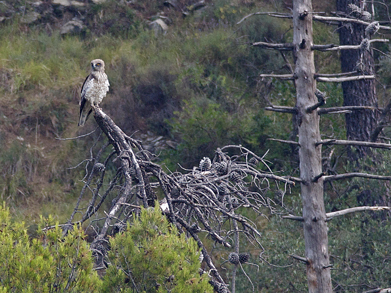 Schlangenadler