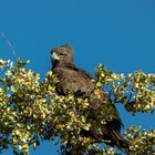 Schlangenadler