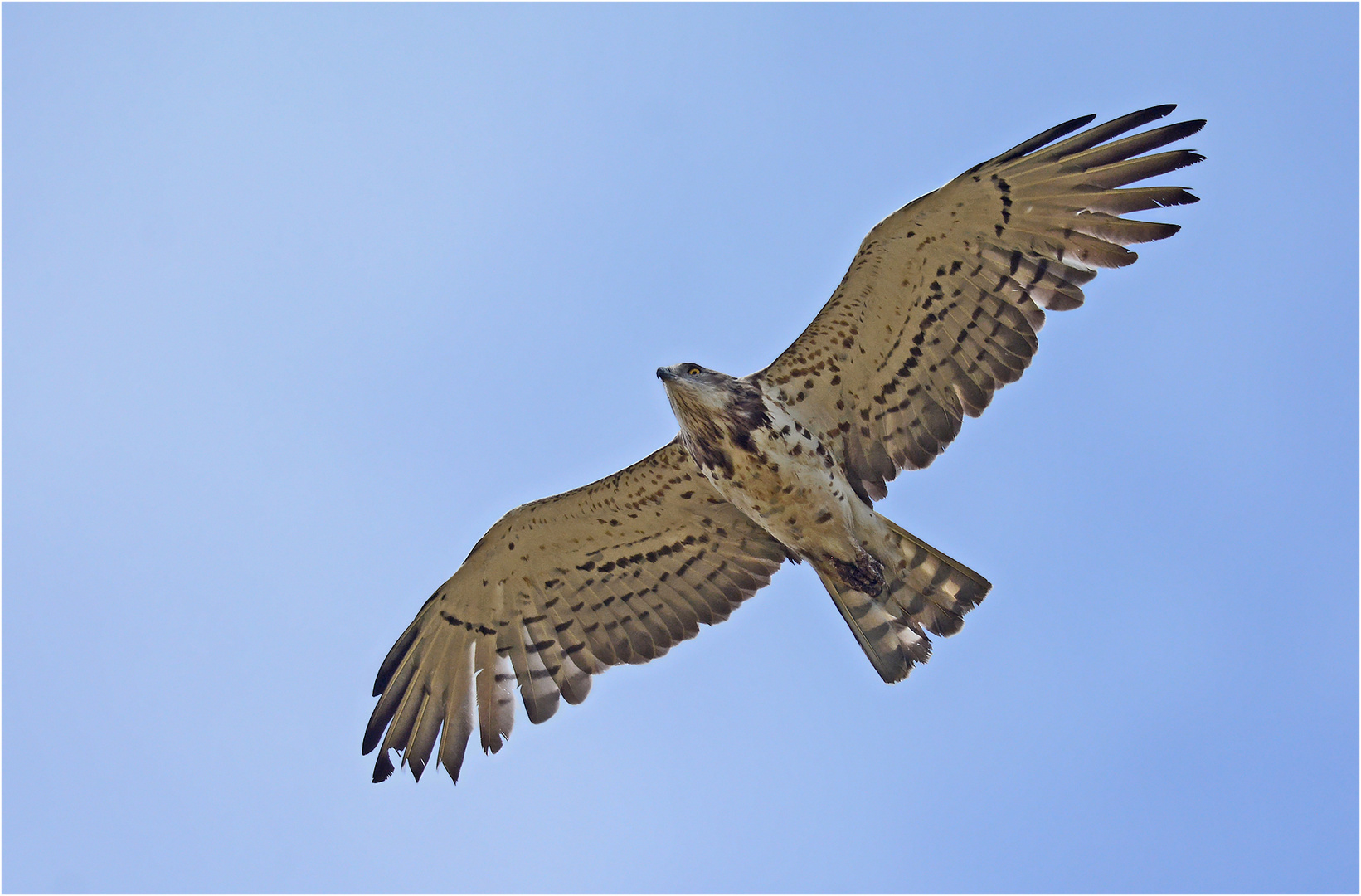 Schlangenadler