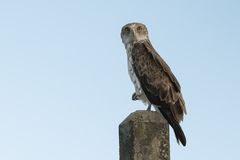 Schlangenadler